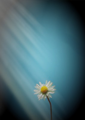 white-flower-1313830_1280